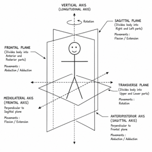 Kinesiology: Axes and Planes of Human Movement – Enrich your skills..